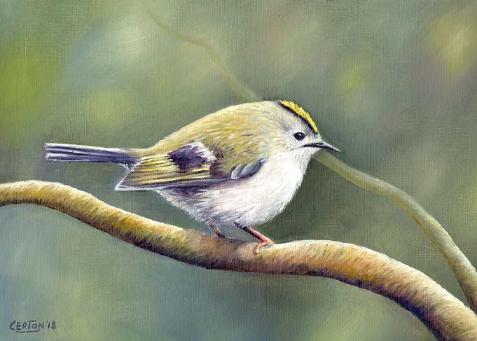 Goldcrest on a branch