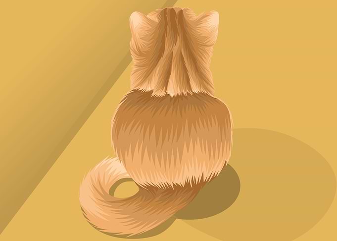 Cat cute