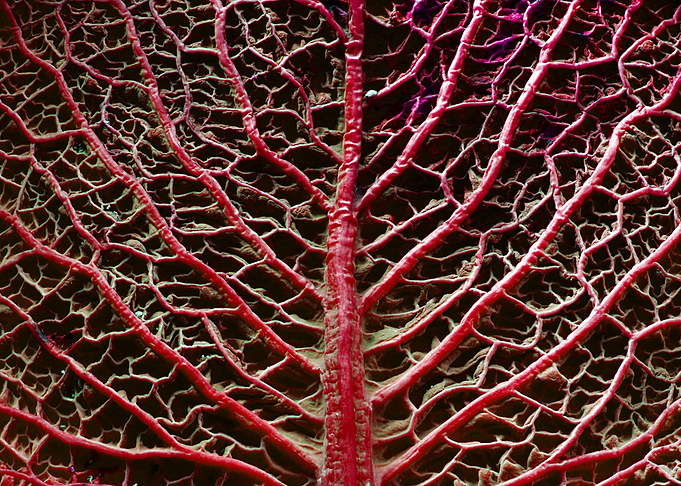 Red Cabbage
