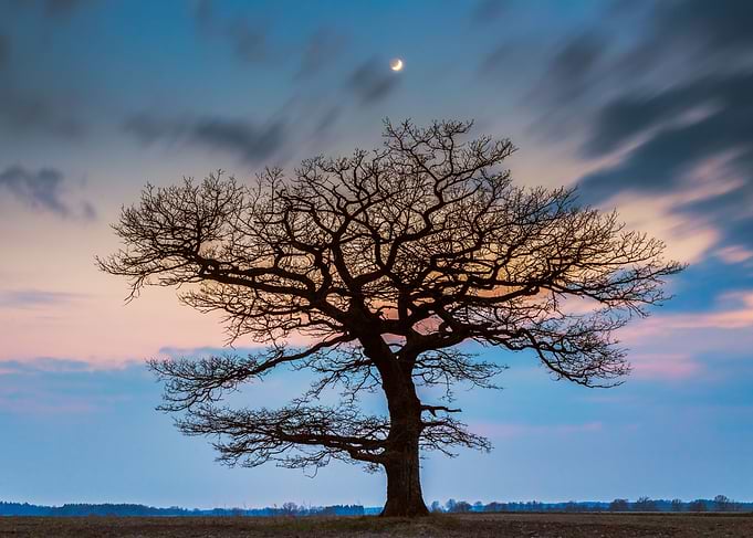 The Tree of Secrets