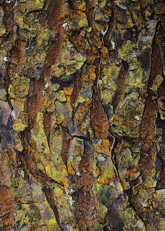 Hilo Bark