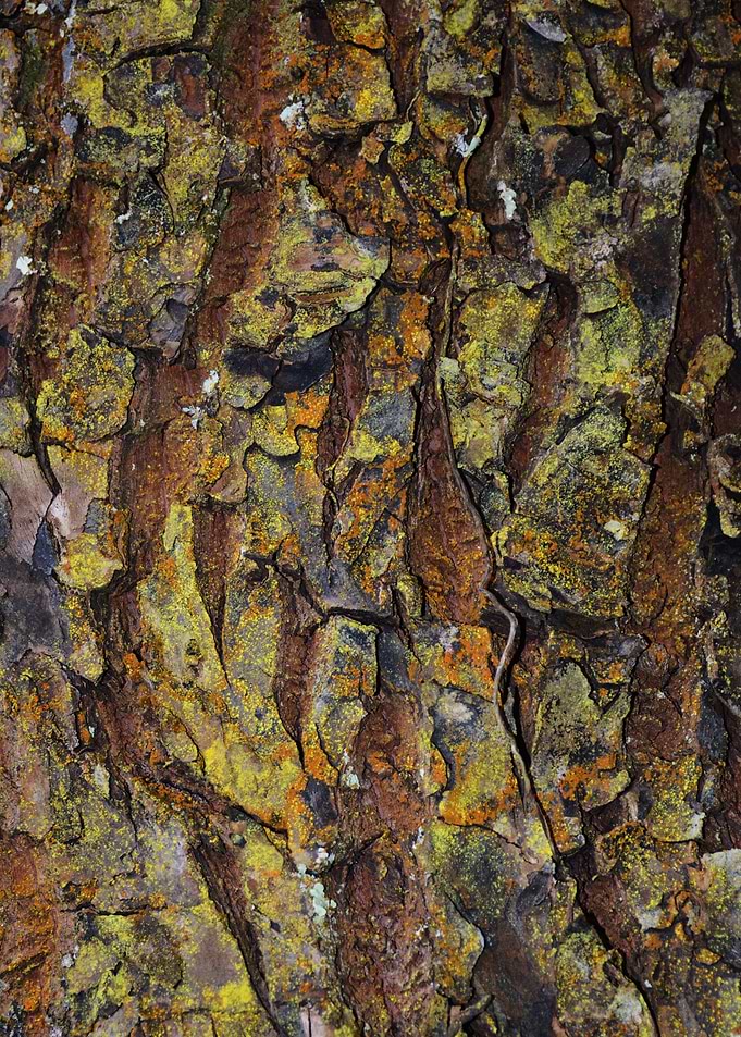 Hilo Bark