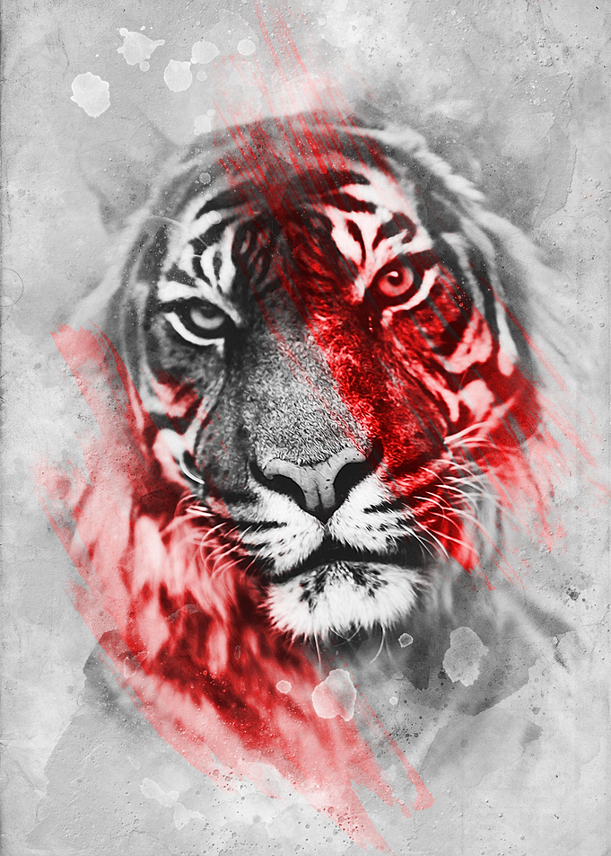 Tiger v2