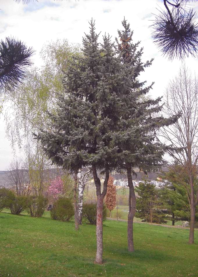 Young pine tree