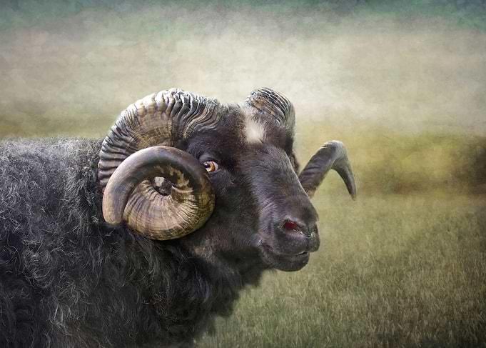 The cheeky Ram