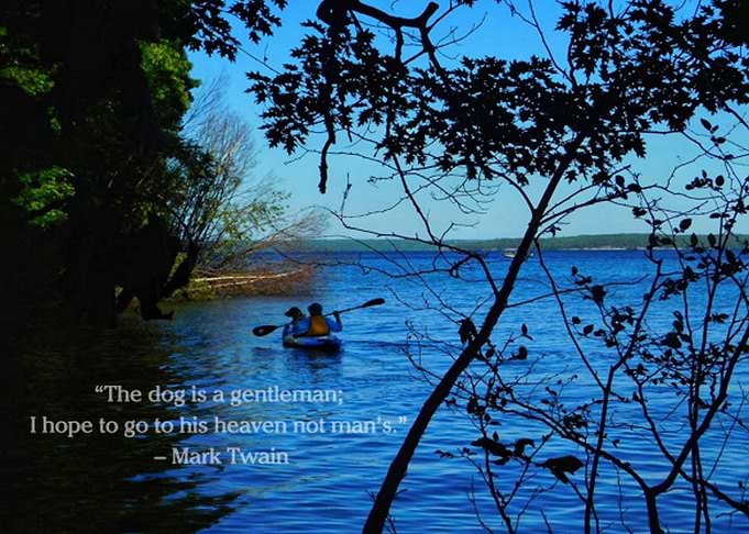 Mans Best Friend Nature
