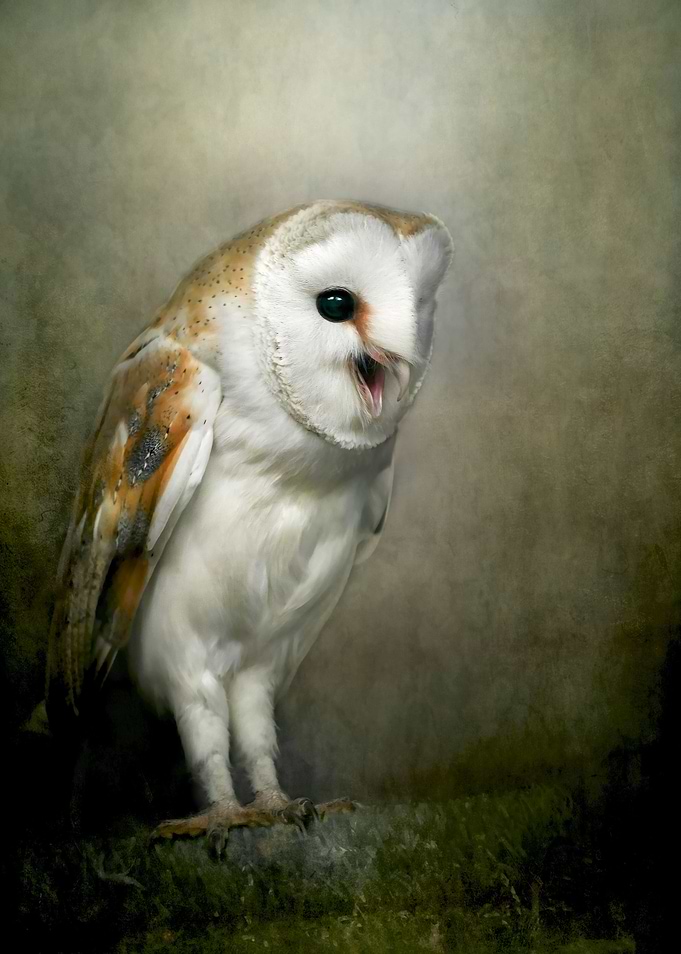 The Happy Owl