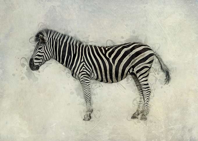 Zebra Art