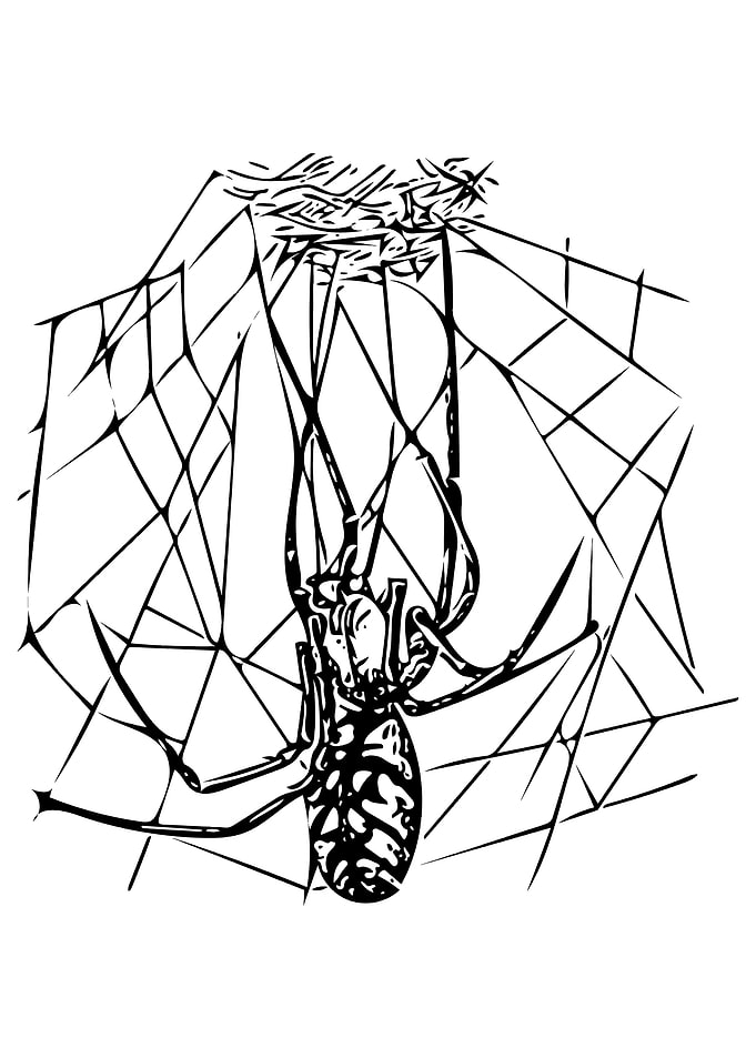 Spider and Web