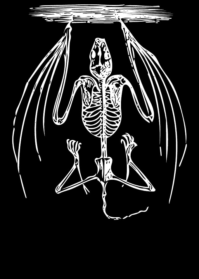 Bat Skeleton
