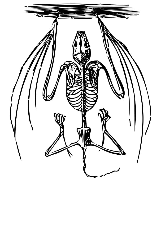 Bat Skeleton