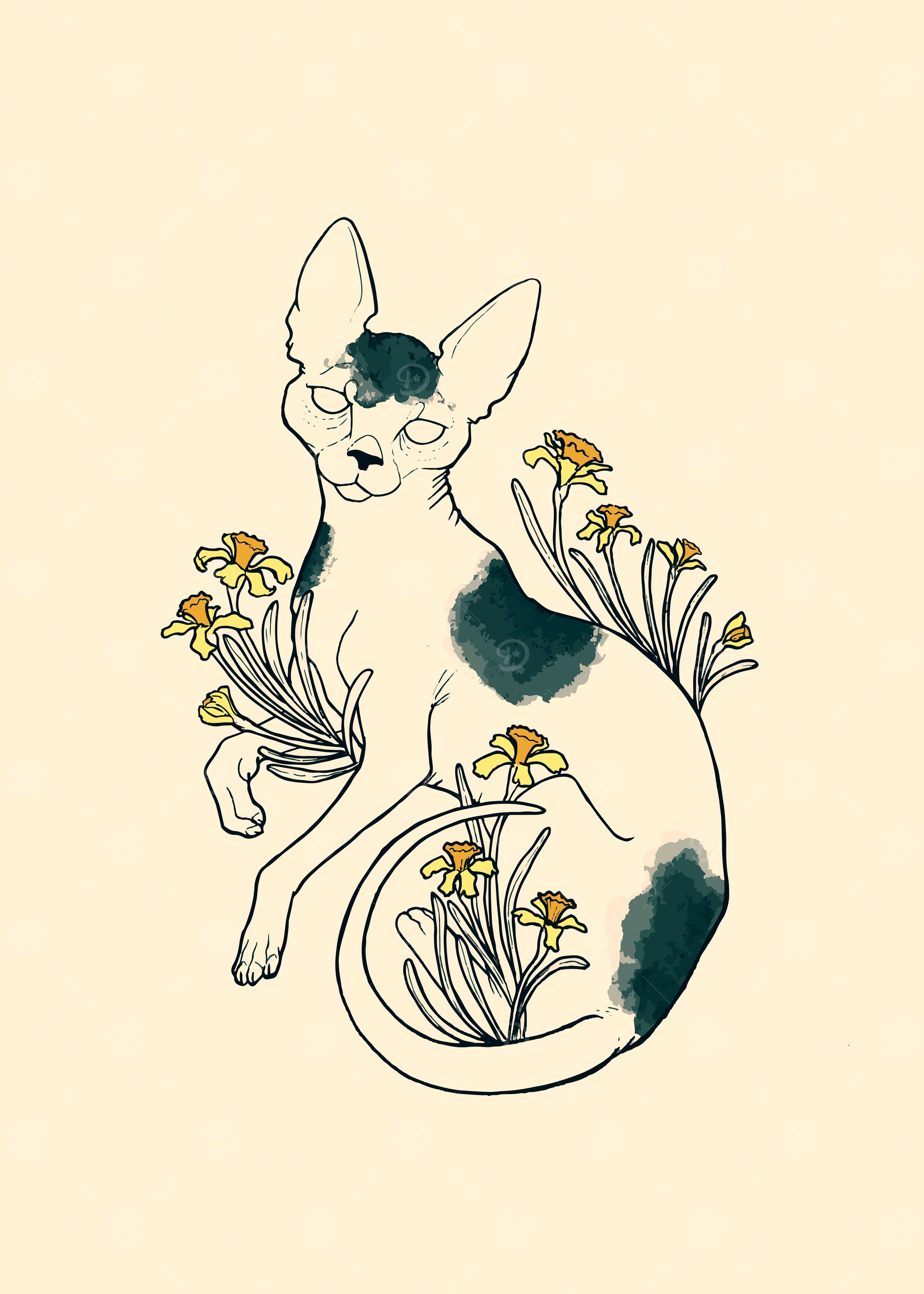 Sphynx cat