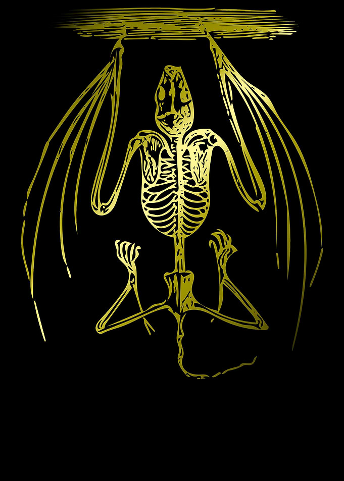 Bat Skeleton
