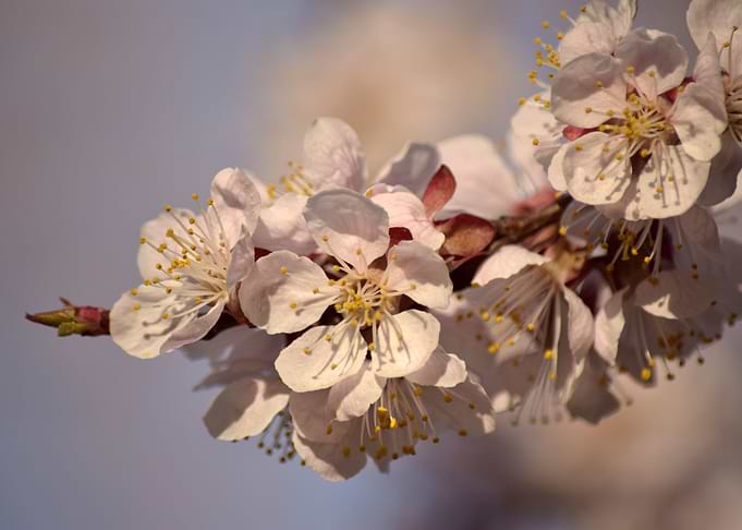 Spring