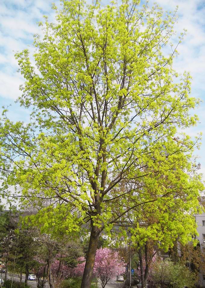 Blooming tree