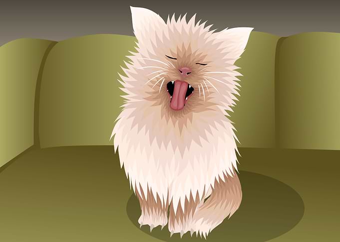 Funny cat