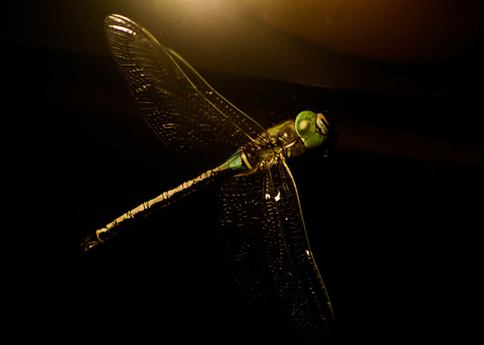 HELICOPTER
