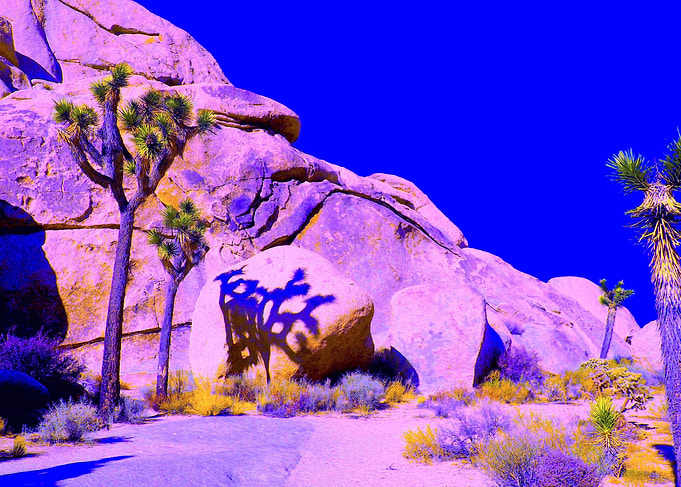 Desert Dreams