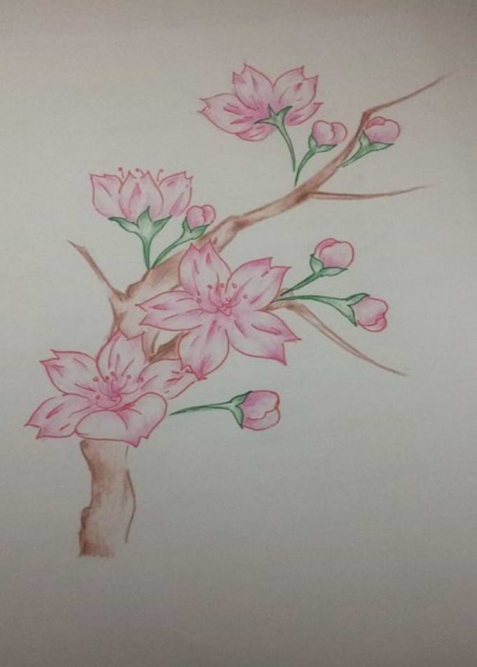 sakura