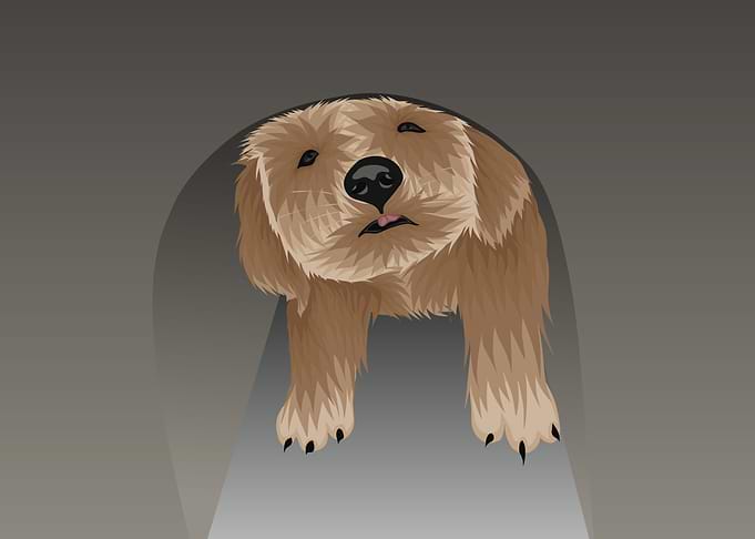 Funny Dog