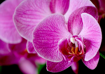Divine Bloom