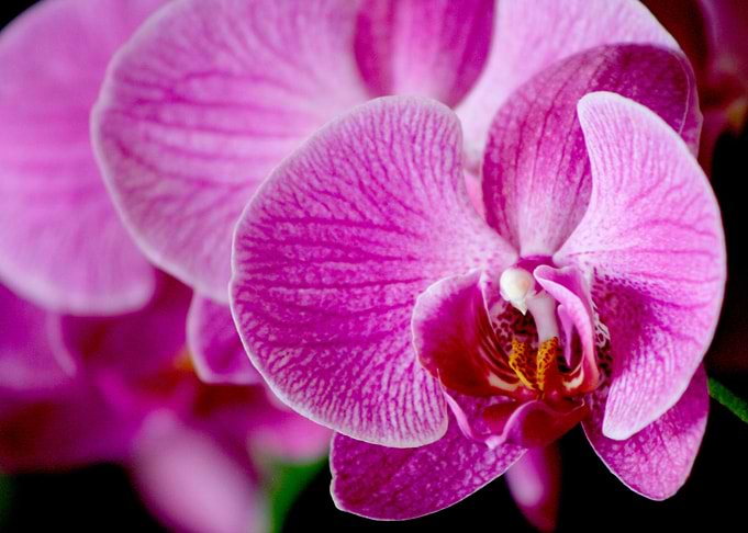 Divine Bloom