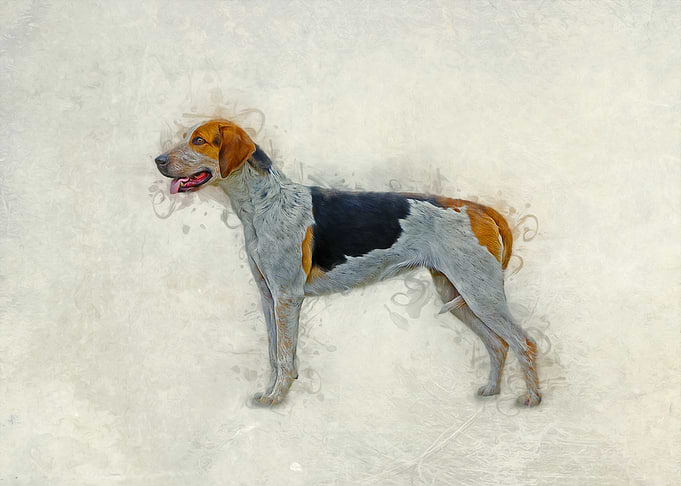 American Foxhound