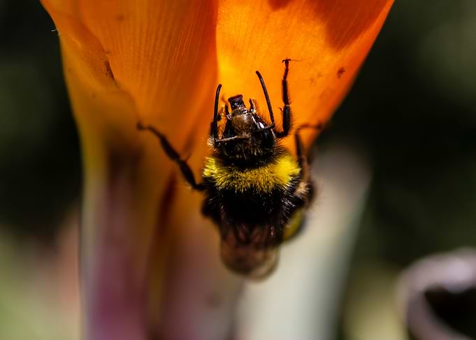 Bee