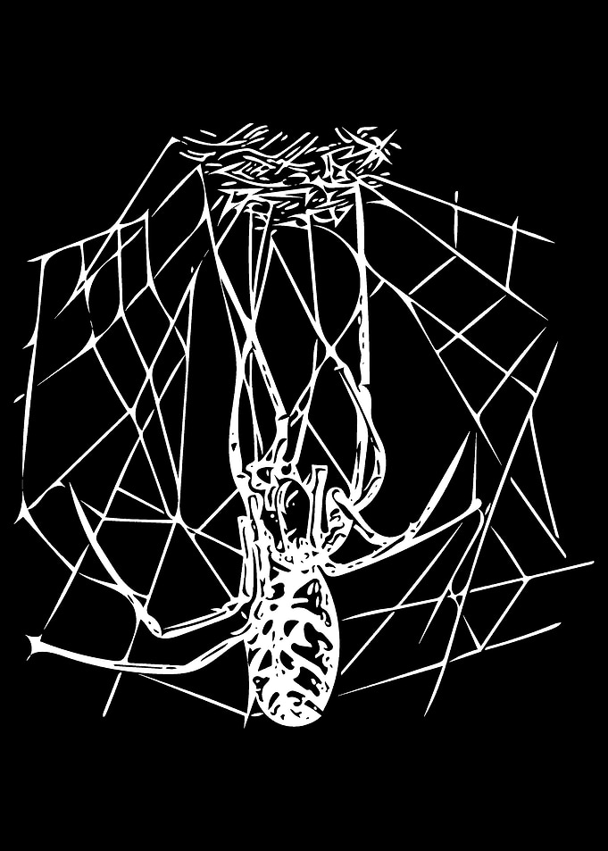 Spider and Web