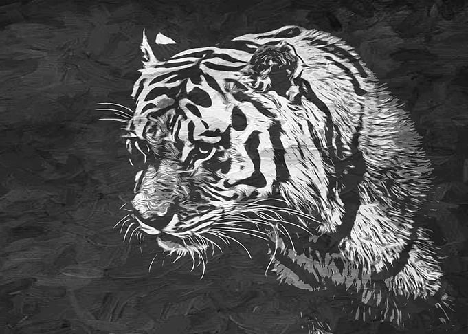 Tiger Drawing
