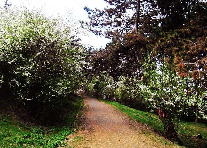 Park Alley