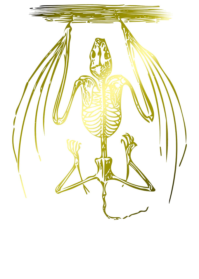 Bat Skeleton