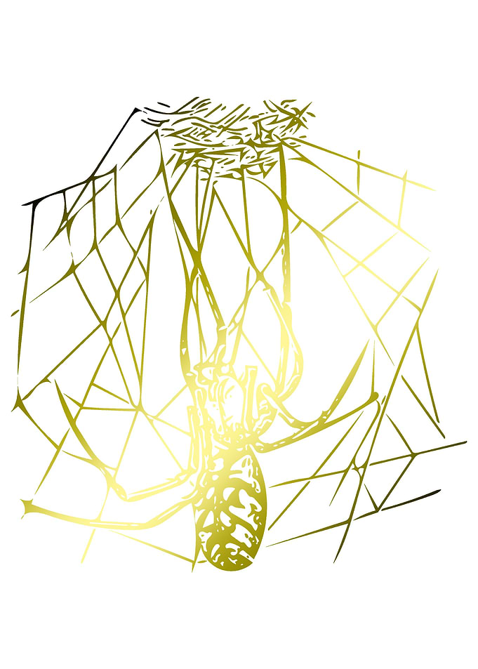 Spider and Web