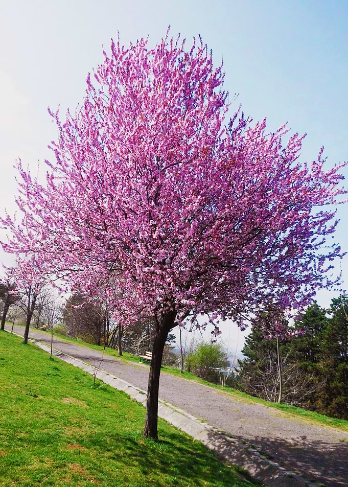 Blooming tree in the park