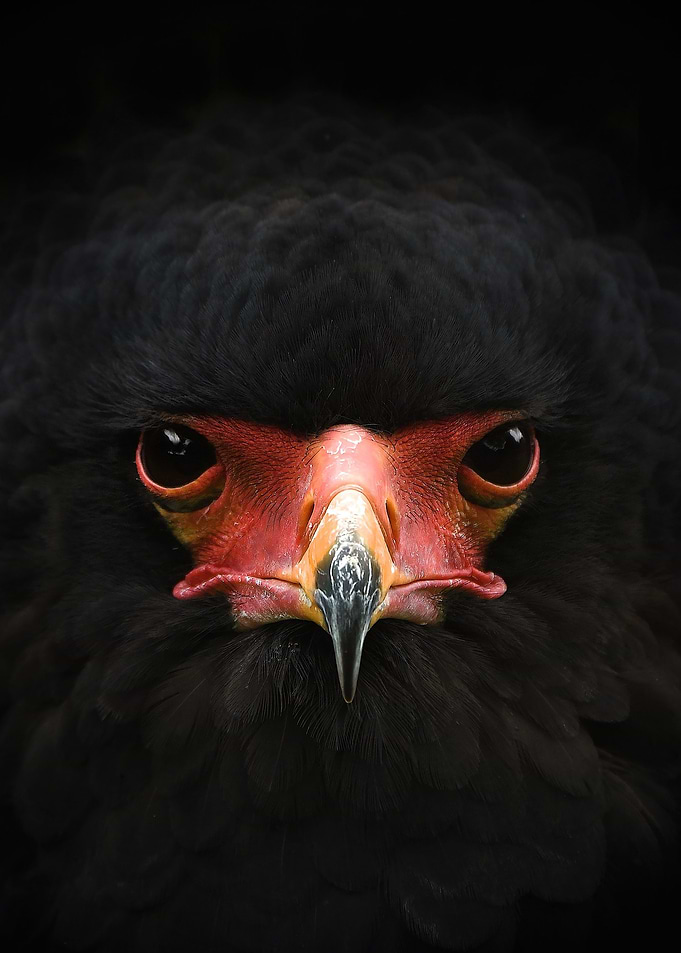 Bateleur Eagle