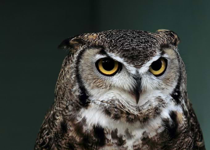Owl Eyes