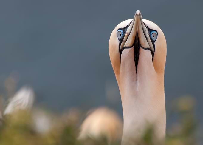 what are you looking