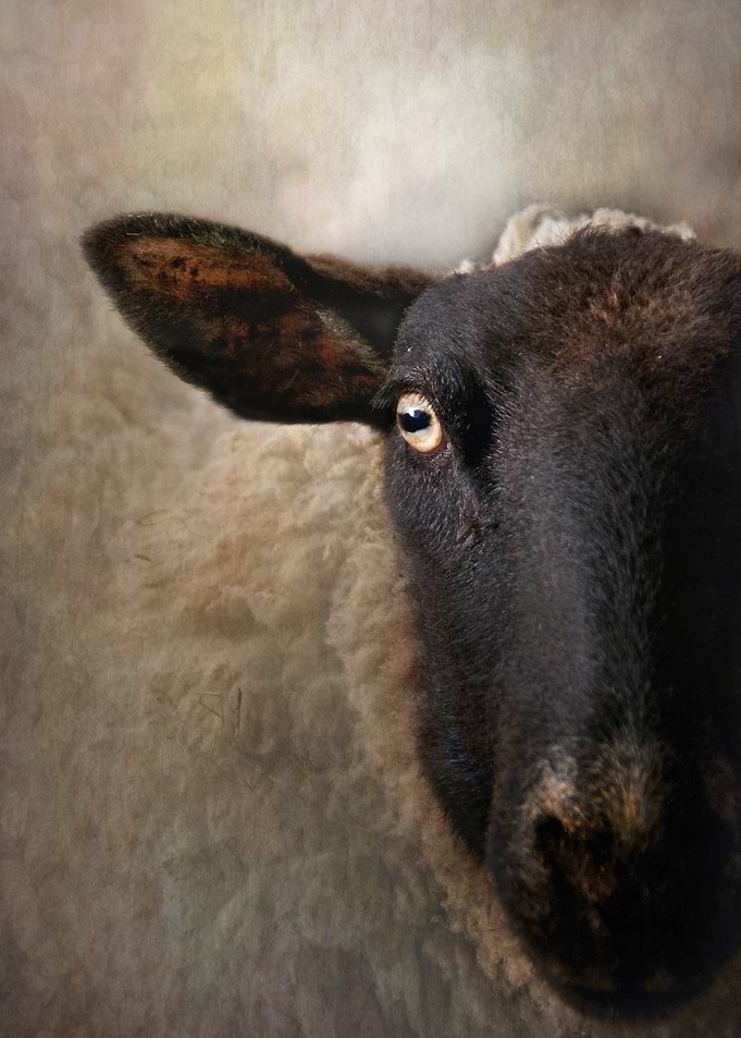 In the eye of a sheep