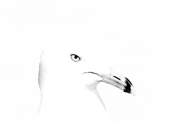 All Beak