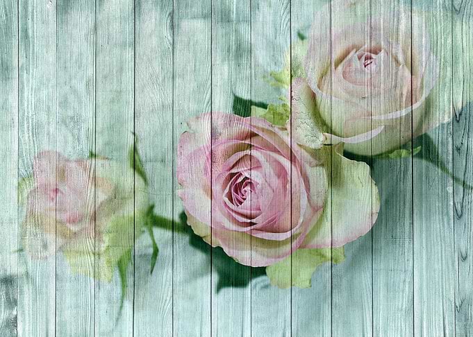 Shabby Chic Pink Roses
