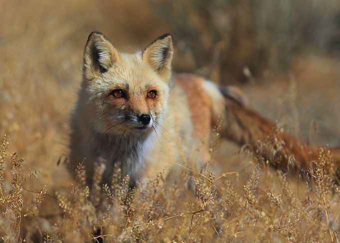 Foxy Lady
