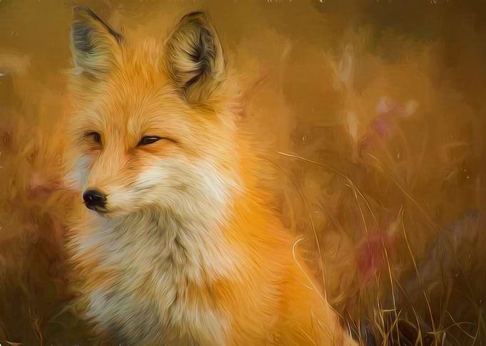 Fox