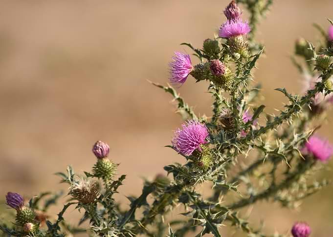 Thorns