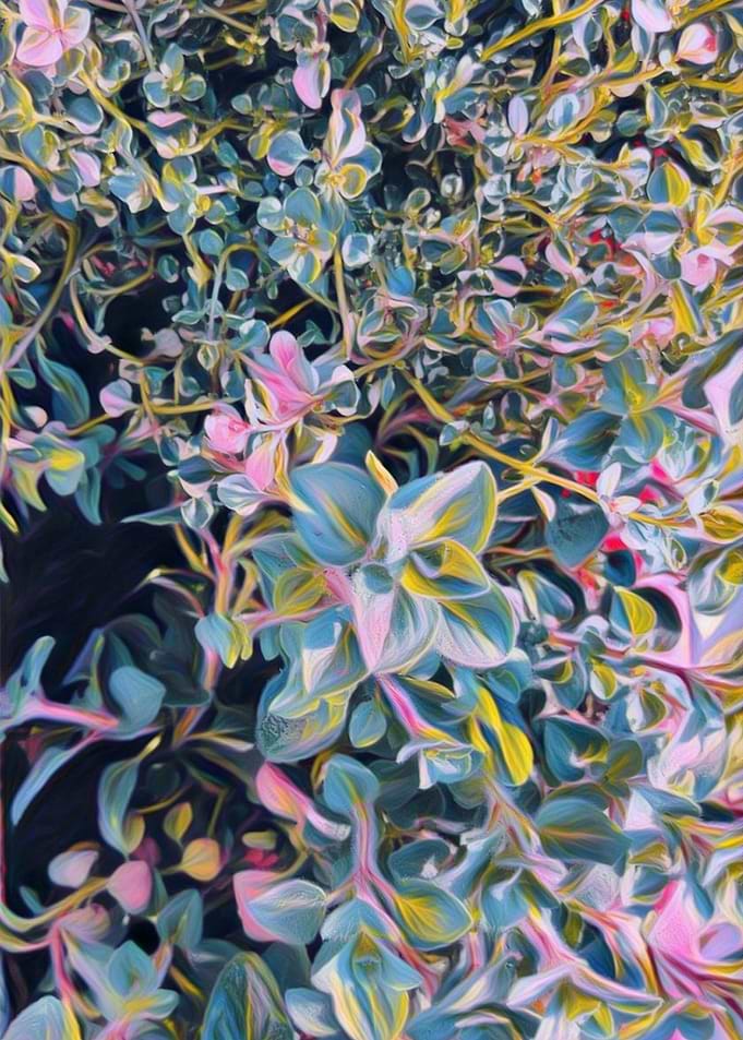 oregano