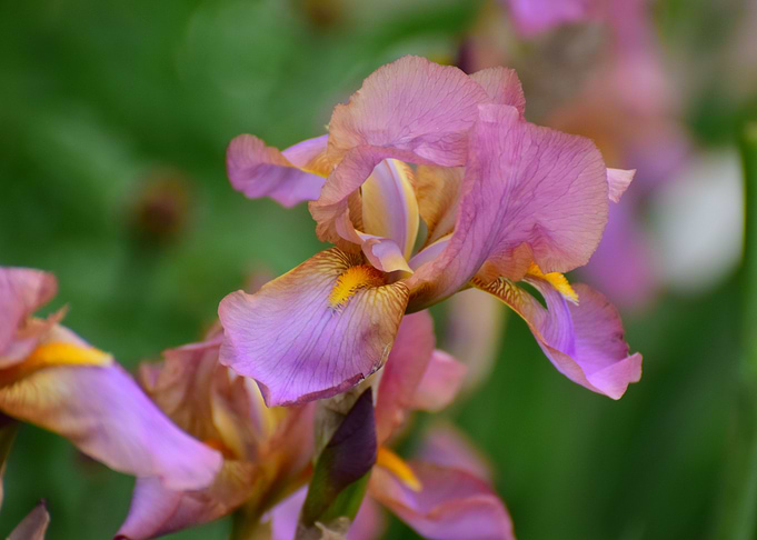 Iris