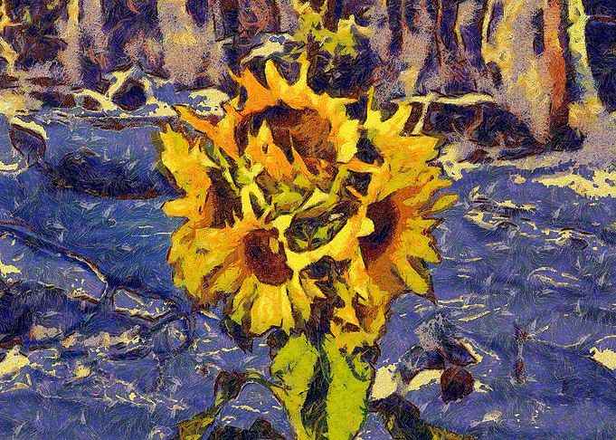 Five sunflowers