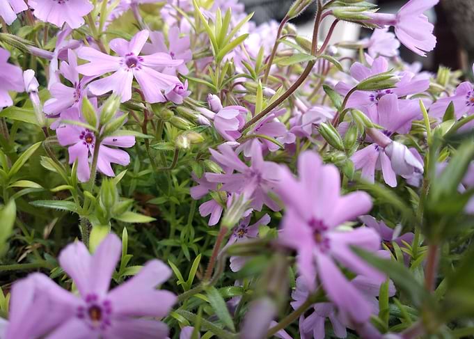 Soft flower