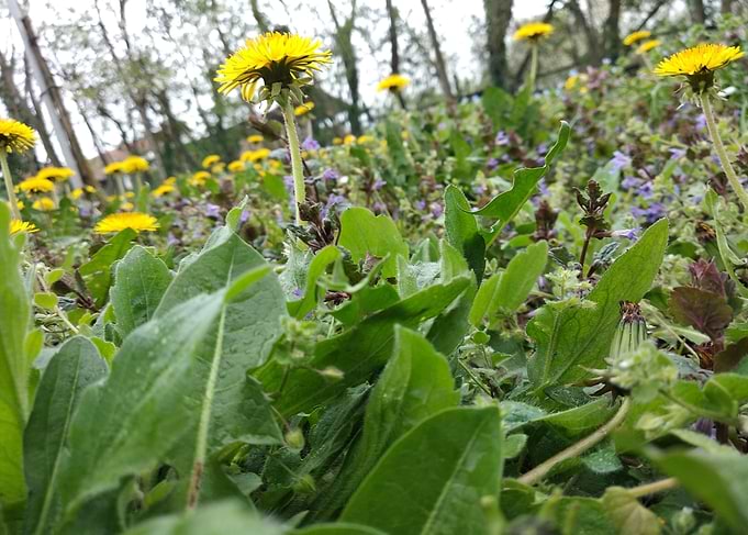 Dandelion