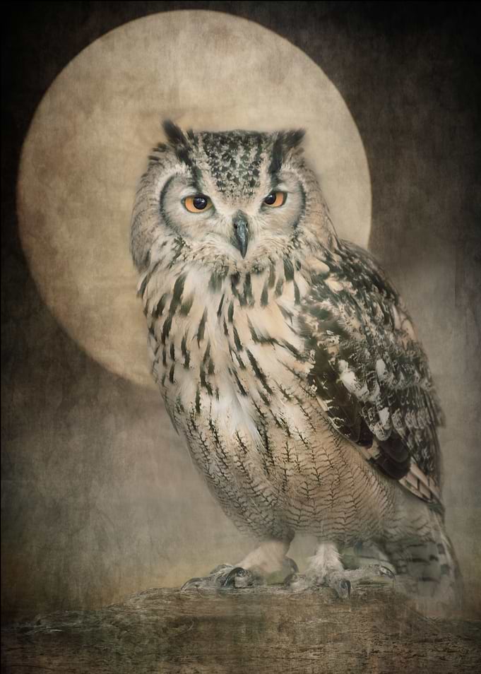 Brown Owl