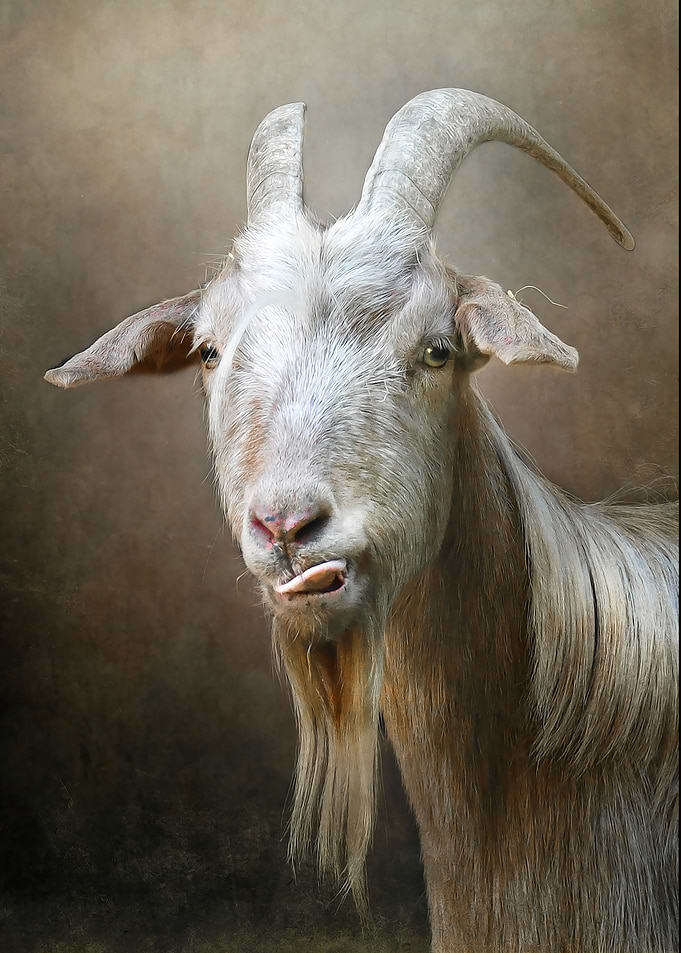 Rude goat